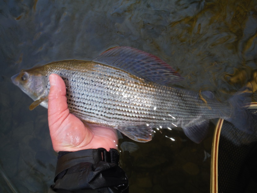 Cefnllysgwynne grayling